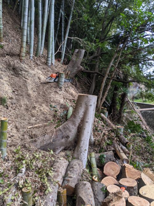 葉山町上山口私有林（危険木伐採／竹林伐採）　作業後