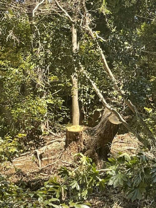 鎌倉市山ノ内私有林（斜面伐採）施業後