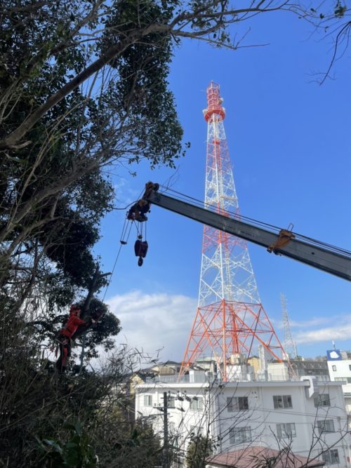 鎌倉市大船（斜面伐採） 作業中
