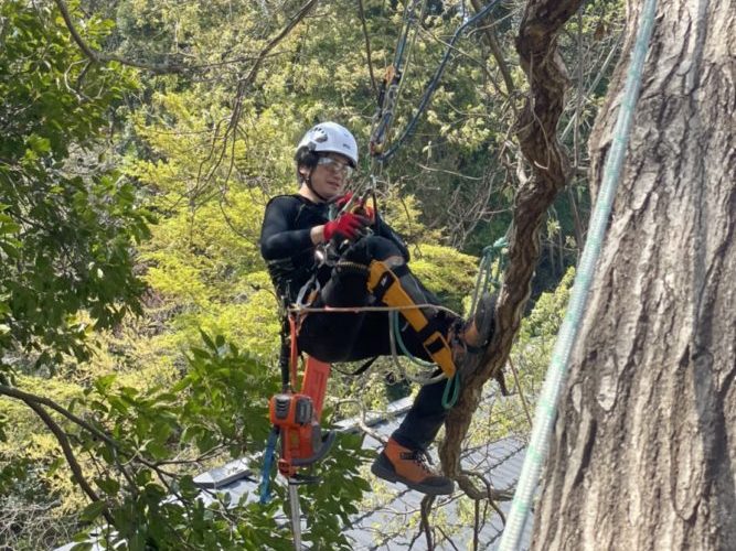 鎌倉市大船私有林（斜面伐採／危険木伐採）作業中