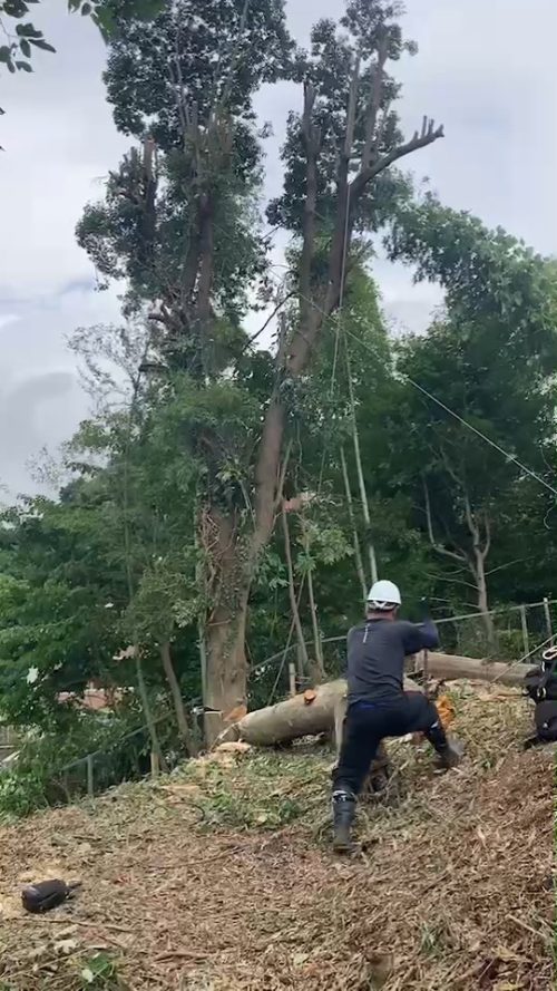 横浜市青葉区（住宅用地向け伐採）作業中