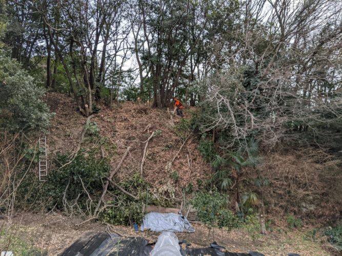 鎌倉市大船私有林（斜面伐採／危険木伐採）作業中