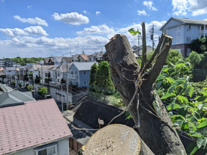 横浜市青葉区（住宅用地向け伐採）作業中