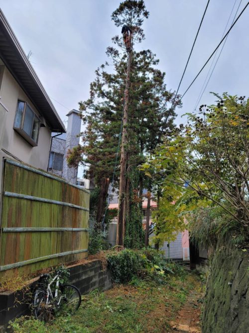 鎌倉市大船（住宅地での危険木伐採）作業中