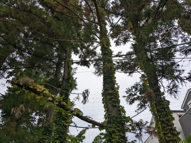 鎌倉市大船（住宅地での危険木伐採）作業前