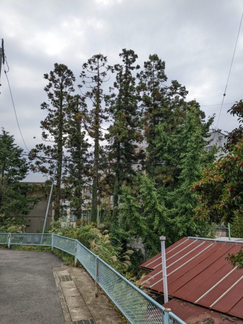 鎌倉市大船（住宅地での危険木伐採）作業前