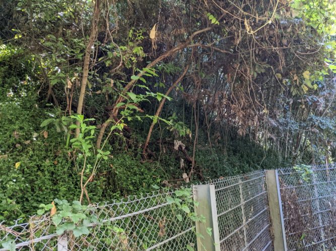 葉山待ち堀内私有林（斜面伐採／竹林整備）