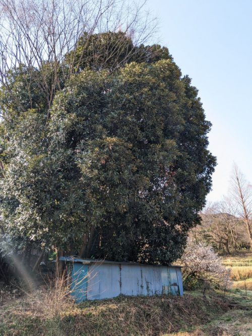 葉山町（宅地内の高木伐採）