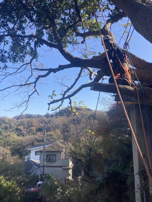 鎌倉市浄明寺（危険木伐採）作業中