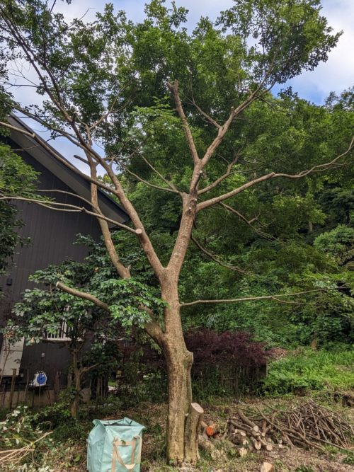 鎌倉市長谷（私有地伐採）作業後