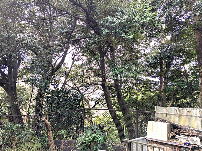 鎌倉市玉縄（高木枝払い）作業前