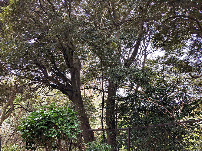 鎌倉市玉縄（高木枝払い）作業前