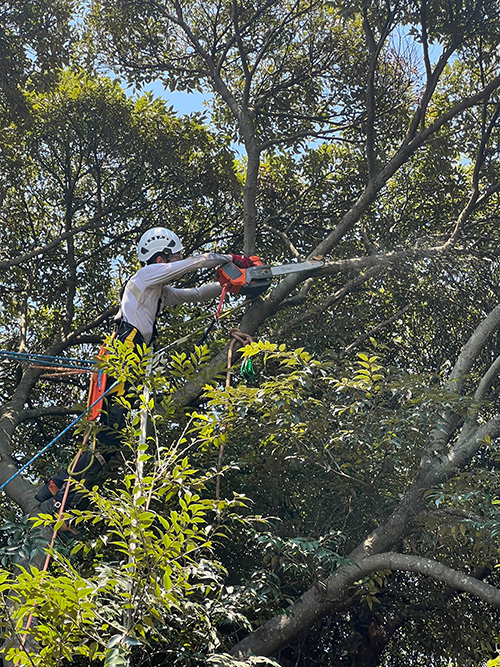 鎌倉市玉縄（高木枝払い）作業中