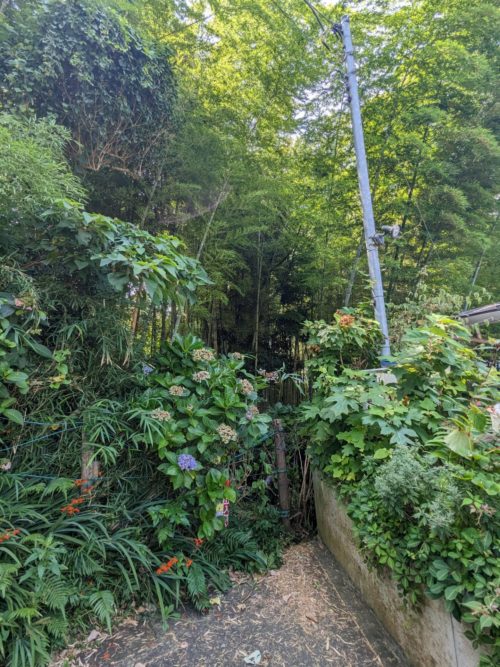 鎌倉市鎌倉山（作業前）