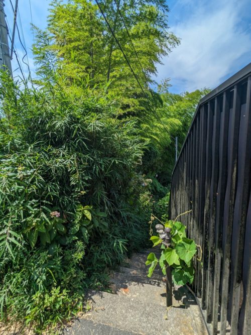 鎌倉市鎌倉山（作業前）