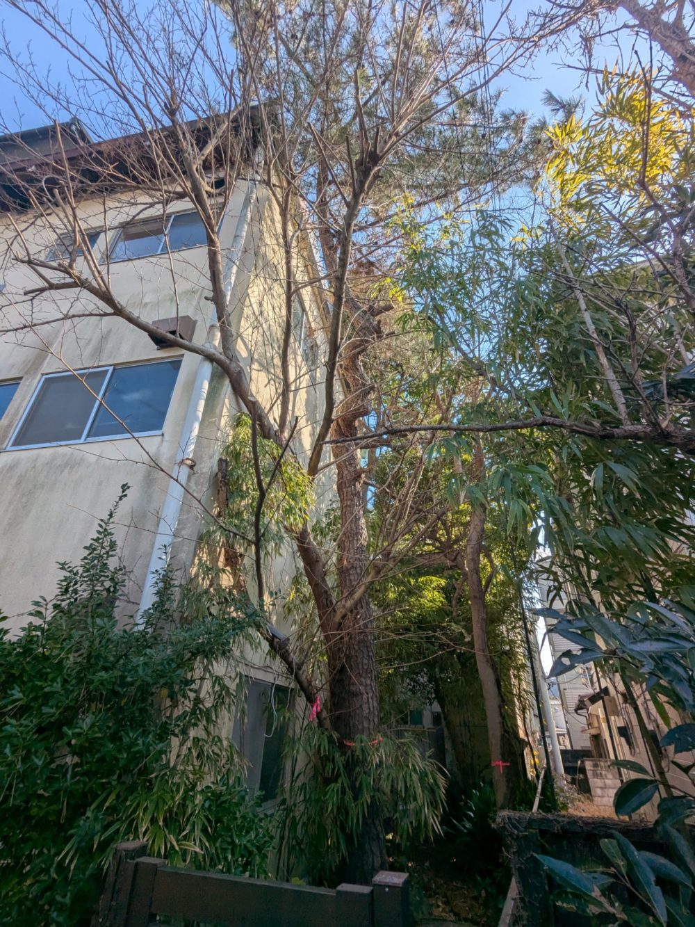 鎌倉雪ノ下（作業前）