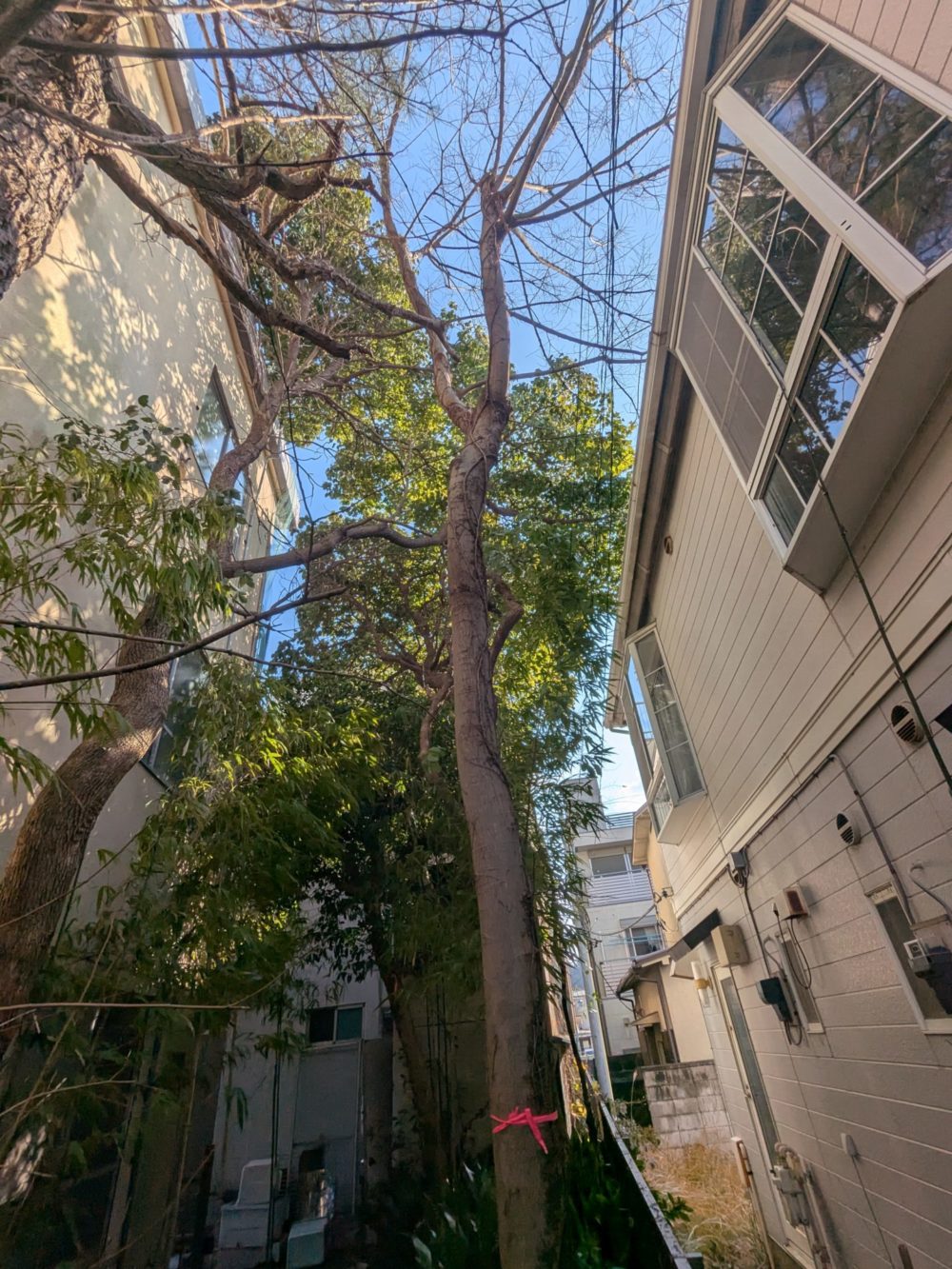 鎌倉雪ノ下（作業前）