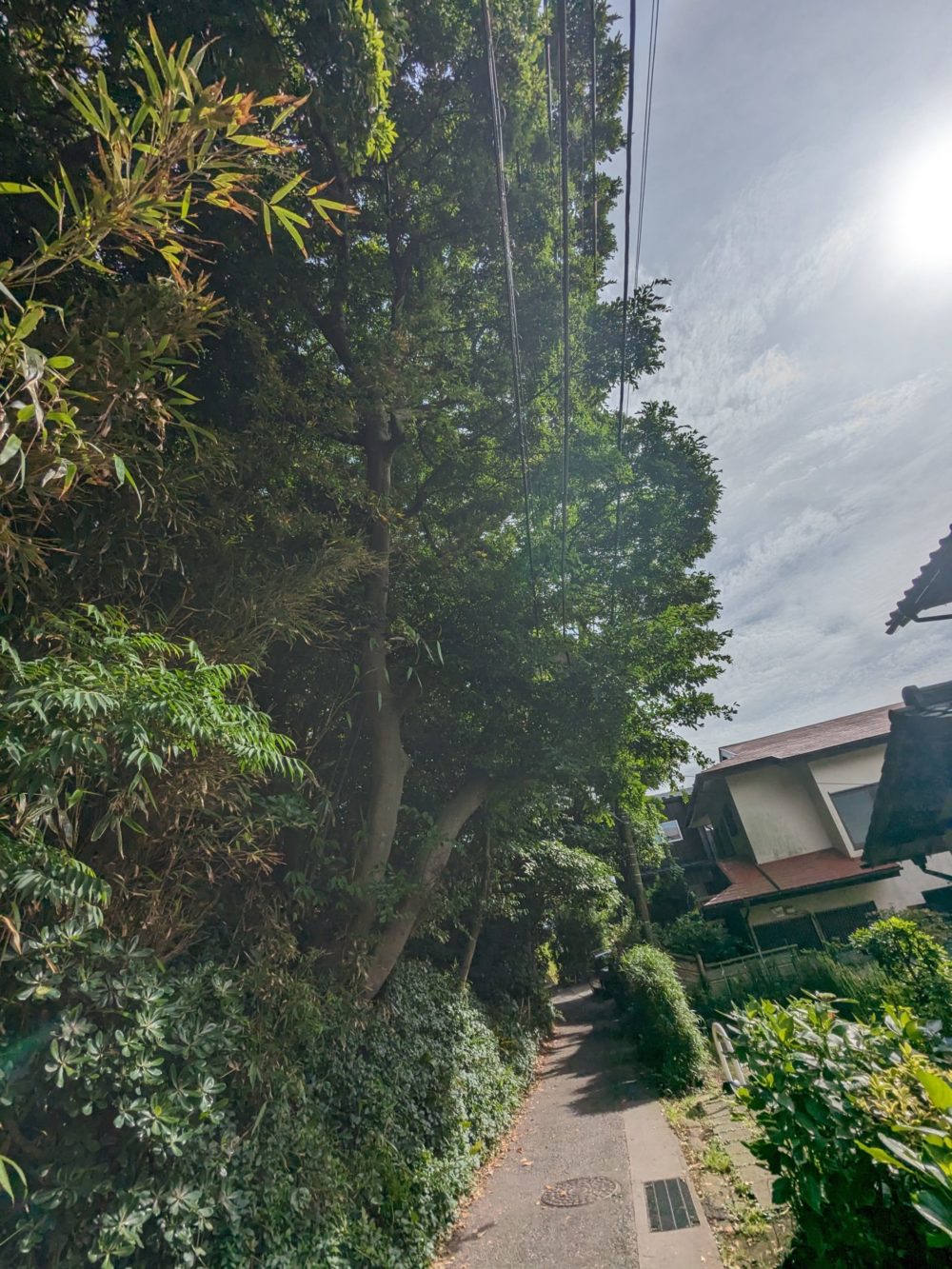 鎌倉市稲村ヶ崎（作業前）