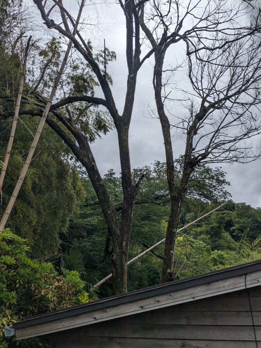 鎌倉市梶原（作業前）