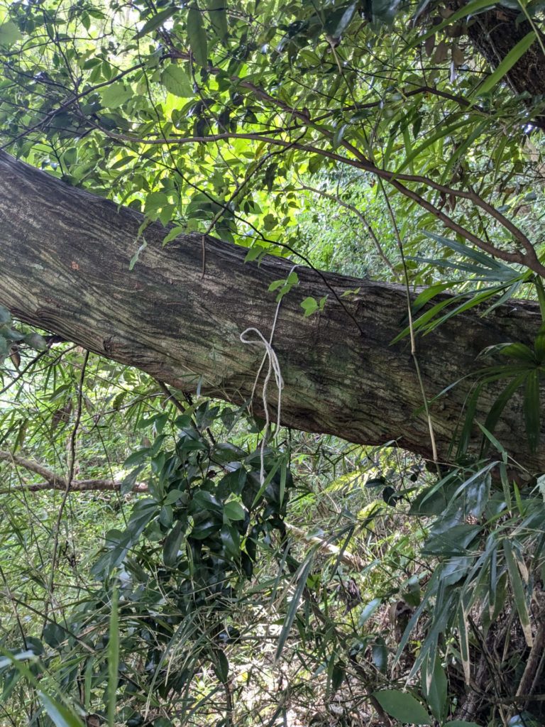 鎌倉市二階堂（作業前）