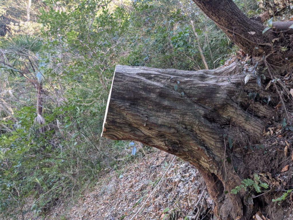 鎌倉市二階堂（作業後）