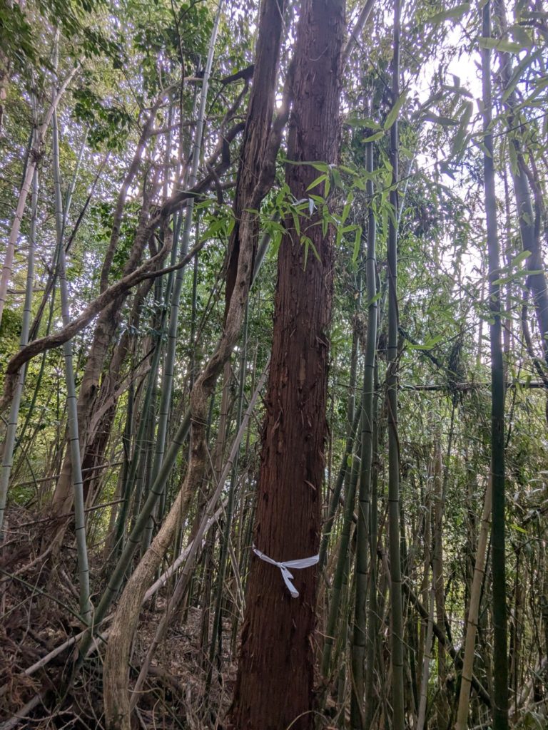 鎌倉市梶原（作業前）