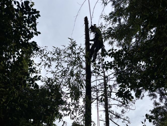 鎌倉市浄明寺（作業中）
